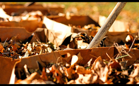 PHOTO: As Iowans take care of outside fall chores, a reminder that products labeled as compostable, such containers and cups, are not to be mixed in with yard waste such as leaves and weeds. Photo credit: Phil Roeder/Flickr.