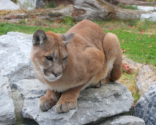 Gov. Jay Inslee has reversed a decision by the Washington Fish and Wildlife Commission to increase cougar hunting quotas in areas inhabited by wolves. Credit: Wikimedia Commons.