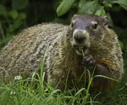 Image result for small mammals