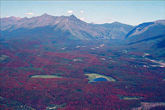 Northwest forests have felt the effects of pathogens spread by pine beetles, which are spreading because of warmer winters. (Oregon State University/flickr)