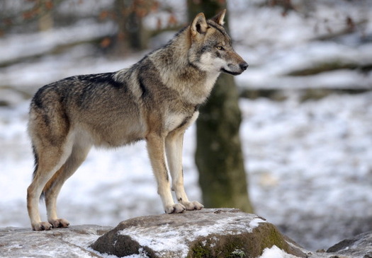 People are successfully coexisting with wolves, says a Wisconsin conservationist, who opposes changes to the Endangered Species Act. (AFP/Getty Images)