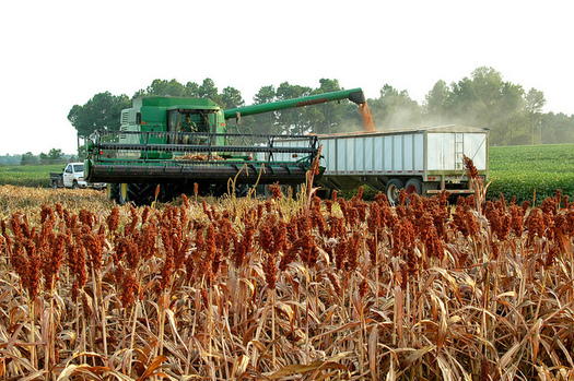 Arkansas ranks ninth in the nation in the value of grain sorghum produced annually, exporting the majority of it to China. (Arkansas Farm Bureau)