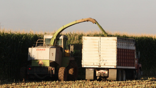 PHOTO: Corn being harvested. Photo credit: Deborah C. Smith