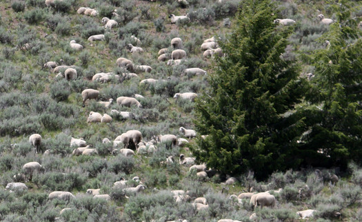 PHOTO: Sheep dot a hillside in the Sawtooth National Forest, part of the project area. Photo credit: Deborah C. Smith.