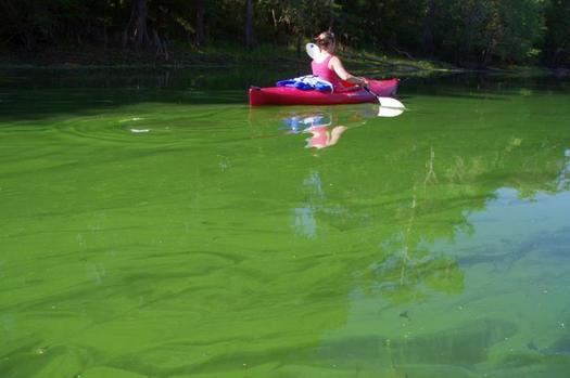 Photo: Santa Fe river slime outbreak, May 2012. Courtesy: Merrillee Malwitz-Jipson photo.<br />