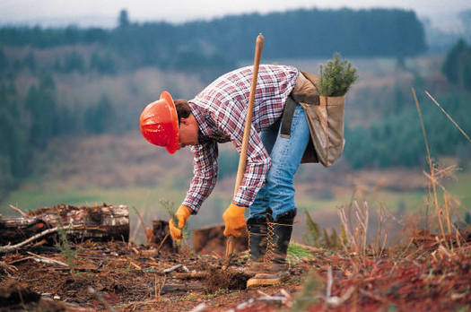 PHOTO: With trees planted along our stream banks, our streams literally become water treatment systems in themselves.