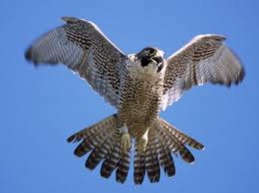 PHOTO: The peregrine falcon was once on the federal list of endangered and threatened species, but was removed in 1999. Photo Credit: UC-Santa Cruz