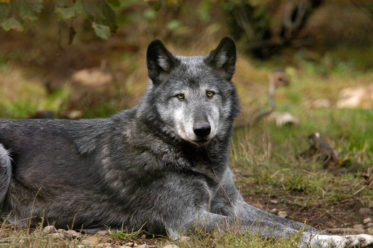 PHOTO: This female gray wolf is a resident of Wolf Haven International, an animal sanctuary near Tenino, Washington. Courtesy of WHI.