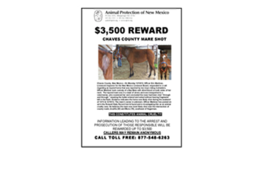 Reward Poster showing Bay mare who was shot.<br />Poster and Photos Credit: Animal Protection of New Mexico and the New Mexico Livestock Board.<br />