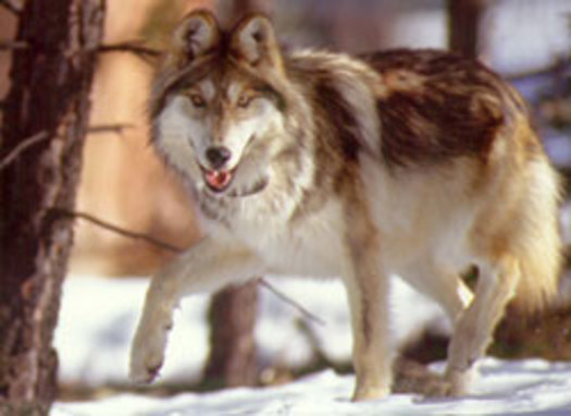 PHOTO: The number of Mexican gray wolves in the Arizona-New Mexico program rose last year from 58 to 75. CREDIT: PetBrags