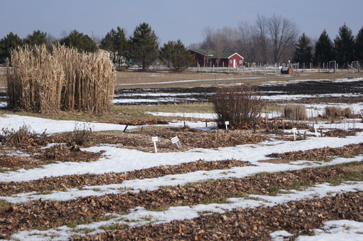 Organic farms such as Giving Tree Farms in Lansing often rely on federal funds for research and certification reimbursement. Those funds were left out of the 2008 Farm Bill.