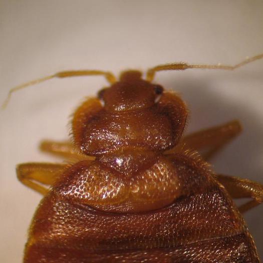 Expert Weighs In on Ohios Bed Bug Epidemic / Public News Service