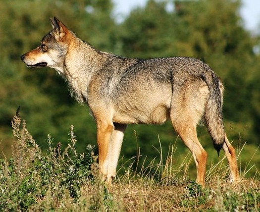 PHOTO: The California Fish and Game Commission is considering whether to protect gray wolves under the California Endangered Species Act. A decision may be announced when the commission meets in Ventura on Wednesday. Photo credit: U.S. Fish and Wildlife Service. 
