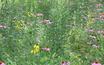 ARKADELPHIA, Ark. – There is not much native prairie left in Arkansas, but a new tract to come under protection is being opened to the public <a href='/index.php?/content/article/32245-1'>...Read More</a>