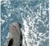 A gruesome secret hides in the waters off the California coast: mile-long nets that sit in the ocean like invisible walls.

Fishermen use these drift <a href='/index.php?/content/article/32568-1'>...Read More</a>
