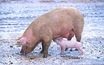 PHOENIX – The Food and Drug Administration is facing a lawsuit because it continues to allow arsenic in animal feed given to chickens, turkeys <a href='/index.php?/content/article/32606-1'>...Read More</a>