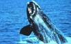 RICHMOND, Va. – This is a story about the wind and the whale. 

Virginia's Offshore Wind Development Authority met in Richmond this week to <a href='/index.php?/content/article/32622-1'>...Read More</a>