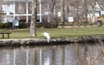 LANSING, Mich. - Migratory birds are having a harder time finding homes in Michigan and across the nation, and a new report points to a changing <a href='/index.php?/content/article/33074-2'>...Read More</a>