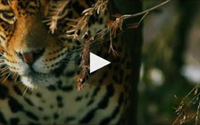 Bringing Jaguars Back to the U.S. Southwest (Defenders of Wildlife and the UCLA Dept. of Geography)