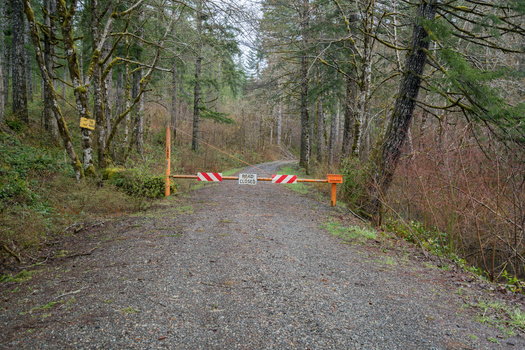 logging roads