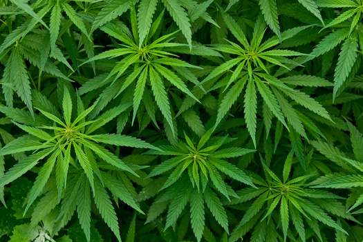 More than thirty states and the District of Columbia have decriminalized low-level cannabis possession offenses, according to The Marijuana Policy Project. (Adobe Stock)<br />