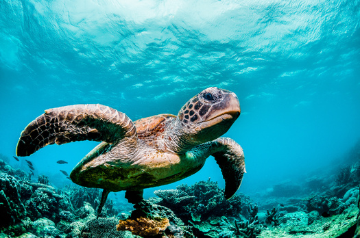 Researchers estimate only one in 1,000 sea turtles reaches adulthood. (Adobe Stock)