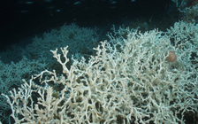 Some deep-sea corals can grow hundreds of feet tall, while others live for thousands of years. (noaa.gov)