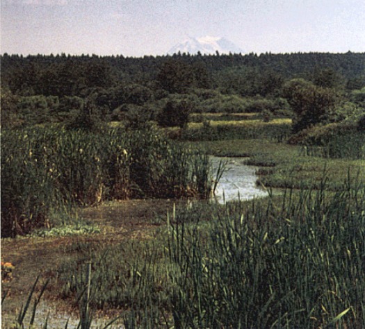PHOTO: Whether some wetlands should receive Clean Water Act protections is one facet of a potential rule change, now being put forward for public comment. Photo of the Nisqually National Wildlife Refuge by James Lyles, U.S. Geological Survey. 