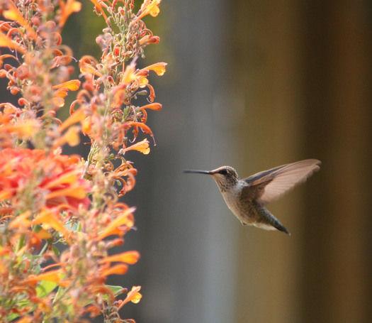 PHOTO: Hummingbirds, beetles, flies, bees and wasps are being saluted for National Pollinator Week. Photo credit: Deborah C. Smith