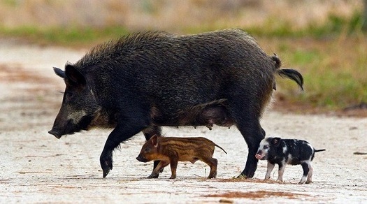 PHOTO: Feral pigs pose a serious threat to the critical habitat of many endangered species living in New Mexico, according to federal officials working to reduce the animals' population. Photo credit: National Park Service.
