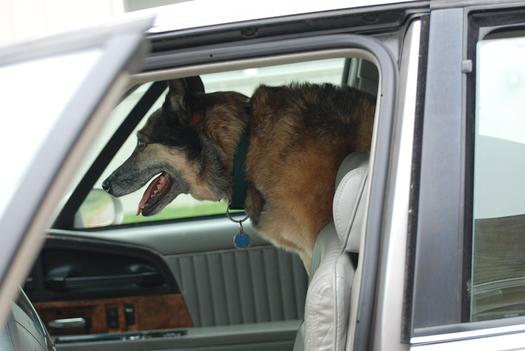 PHOTO: Taking your pet for a ride in the car is one of the joys of summer, but veterinarians caution against leaving a pet unattended in a car, even with the windows left open. Photo credit: Pippalou / Morguefile.com.