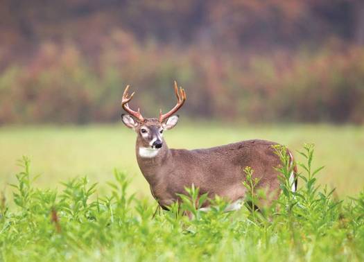 PHOTO: North Carolina's deer population has not yet been affected by Chronic Wasting Disease, but wildlife conservationists say it could be at risk if not properly managed. Photo courtesy North Carolina Wildlife Federation