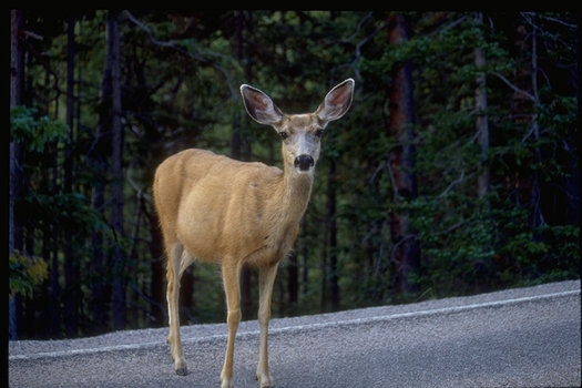 PHOTO: The Nevada Department of Wildlife warns residents can expect more contact with deer, rattlesnakes, black bears and other animals as drought pushes wildlife into populated areas in search of food and water. Photo courtesy of the National Park Service.
