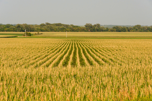 PHOTO: Those who rely on local and fresh foods in Iowa are asking for more careful application of pesticides by farmers who use them on their crops. Photo credit: Carl Wycoff/Flickr