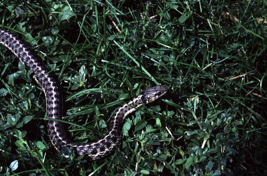 PHOTO: The narrow-headed garter snake and the northern Mexican garter snake, which live in Arizona and New Mexico, are now officially listed as threatened species under the Endangered Species Act. Photo courtesy of the National Park Service.