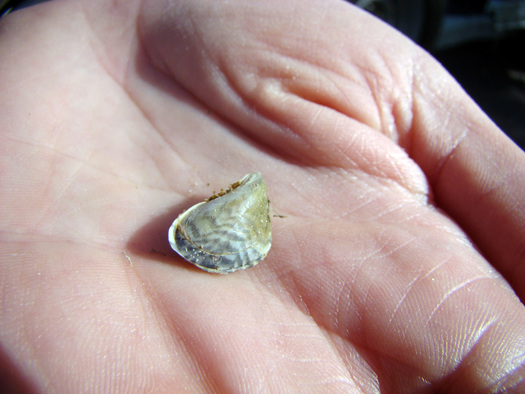 PHOTO: Utah's water supply is facing a serious threat from a tiny quagga mussel that can destroy fisheries, pollute shorelines and beaches, damage boats and equipment, and cost taxpayers millions of dollars to control, according to the state Division of Wildlife Resources. Photo courtesy of the Utah Division of Wildlife Resources.