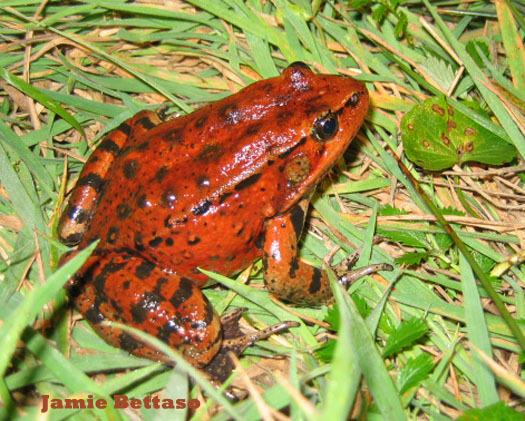PHOTO: Gov. Jerry Brown signed legislation on June 28 that makes the California Red-Legged Frog the state's official amphibian. Photo credit: Jamie Bettaso.