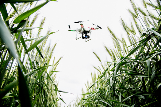 PHOTO: Illinoia researchers say they're saving valuable time by using drones to monitor crops in their fields. Photo credit: L. Brian Stauffer/University of Illinois.