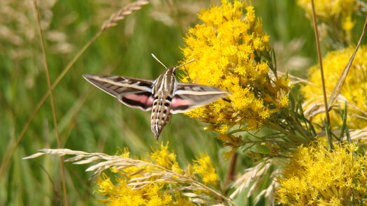 PHOTO: It's National Moth Week. The white-lined sphinx moth is commonly found in Wyoming at dusk. Photo credit: J. Pinta (Redline2200).