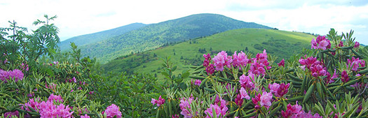 PHOTO: The Land and Water Conservation Fund has helped fund more than 900 North Carolina conservation and recreation projects, including protecting land near Roan Mountain in western North Carolina. Photo courtesy Southern Appalachian Highlands Conservancy