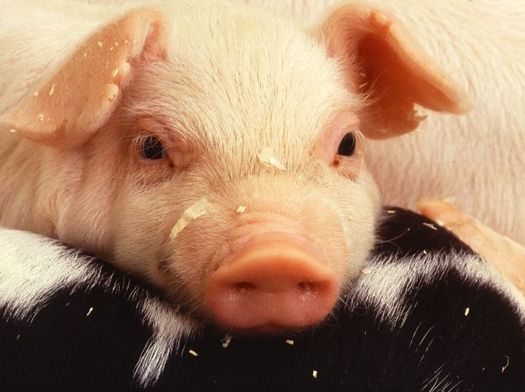 PHOTO: Porcine epidemic diarrhea virus, or PED, has killed millions of baby pigs in 30 states, but the Wisconsin State Veterinarian says PED has hit other pork-producing states much harder than Wisconsin. (Photo courtesy of Univ. of Illinois)