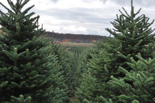 PHOTO: Michigan tree growers are hoping for host state luck this year, as the nation's top Christmas tree growers meet in Allegan to compete for the honor of providing this year's official White House Christmas tree. Photo courtesy of the Michigan Christmas Tree Association. 