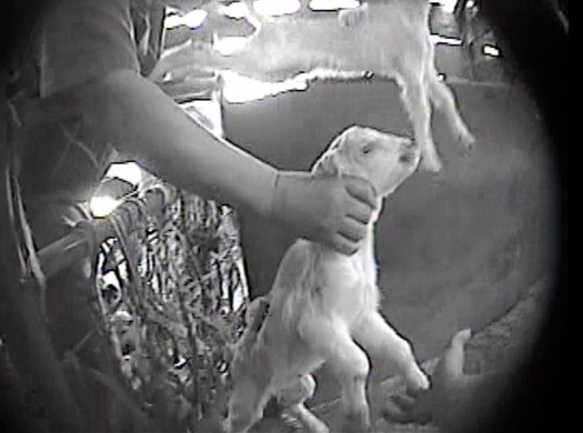 PHOTO: A hidden-camera investigation by the Los Angeles-based animal rights organization Mercy For Animals, shows a goat being grabbed by the neck at the Ontario Livestock Sales auction house in 2012. The auction house owner has pleaded no contest to violating California’s criminal animal cruelty laws. Photo credit: Mercy For Animals