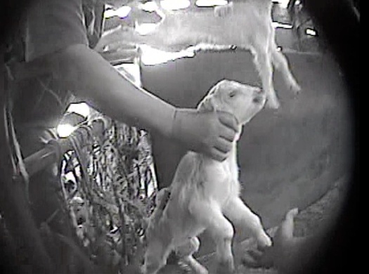 PHOTO: A hidden-camera investigation by the Los Angeles-based animal rights organization Mercy For Animals, shows a goat being grabbed by the neck at the Ontario Livestock Sales auction house in 2012. The auction house owner has pleaded no contest to violating Californias criminal animal cruelty laws. Photo credit: Mercy For Animals