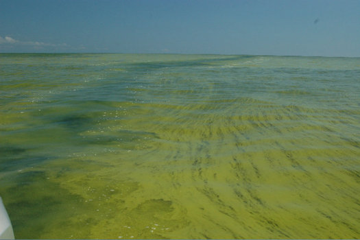 PHOTO: The recent drinking water emergency in Toledo has some folks citing a critical need for more action to prevent toxic algae blooms on Lake Erie. Photo credit: NOAA Great Lakes Environmental Research Laboratory on Flickr.