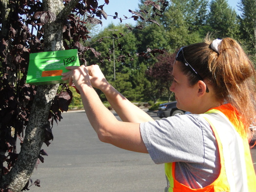 PHOTO: Trappers with the Washington State Dept. of Agriculture set and are checking on 25,000 gypsy moth traps this summer. This week, they found their first one, so they're on alert for more. Photo courtesy Wash. State Dept. of Agriculture.