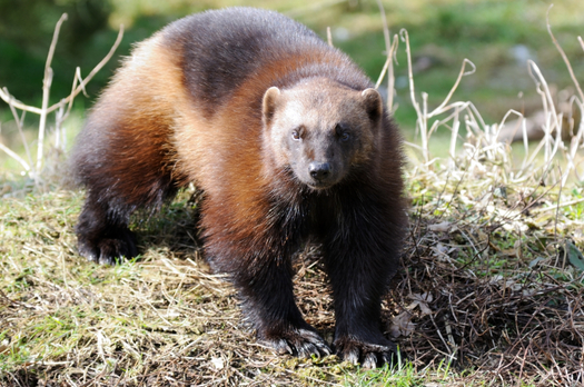 PHOTO: They may be fierce, but are they tough enough to survive climate change? The U.S. Fish and Wildlife Service has withdrawn its proposal to classify the wolverine as 