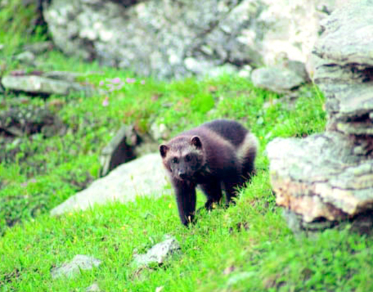 PHOTO: The U.S. Fish and Wildlife Service has decided that the wolverine will not be listed under the Endangered Species Act. About 300 animals exist in the United States, mainly in Idaho, Montana, Wyoming and Washington. Photo credit: U.S. Fish and Wildlife Service