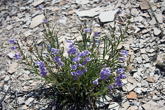 PHOTO: The federal government has decided not to pursue Endangered Species Act protection for the nearly extinct wildflowers, the Grahams and White River beardtongues, that grow in areas of Utah and Colorado. Photo courtesy U.S. Fish and Wildlife Service.