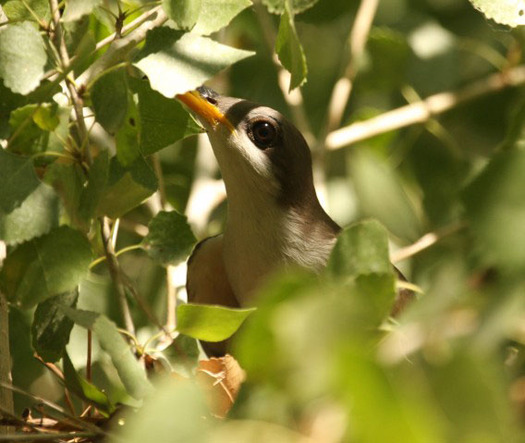 PHOTO: Over 500,000 acres of public land in several western states could receive protections from the federal government for the yellow-billed cuckoo, which is also being considered for endangered species designation. Photo credit: Lower Colorado River Multi-Species Conservation Program.